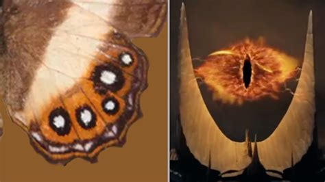 New butterfly genus named after villian Sauron | Popular Science