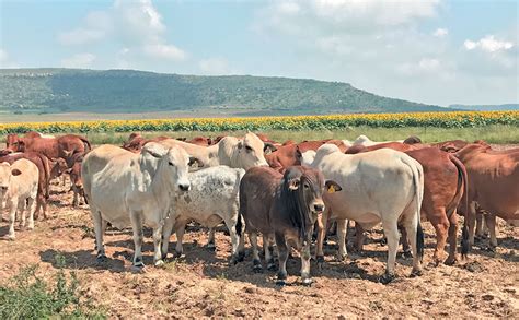 Boran crosses produce fine weaners for the feedlot industry | Farmer's Weekly