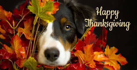 Pin by Catlady Killmouskie on Bernese Mountain Dogs (With images) | Pet life, Happy thanksgiving ...