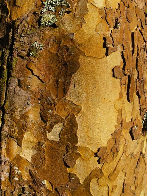 Bark, London Plane Tree, Background Stock Photo - Image of trunk, brown ...