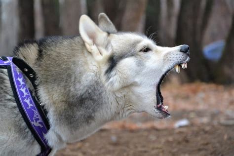 20 Dogs With The Strongest Bite Force That Will Amaze You - K9 Web