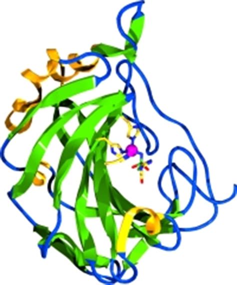 Carbonic anhydrase ii