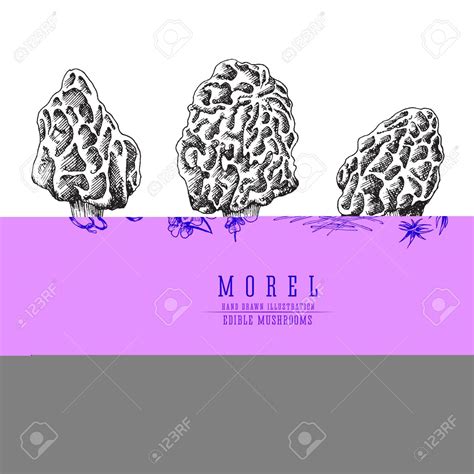 Free download Morel Mushrooms Vector Sketch Collection Edible Mushroom Isolated [1300x1300] for ...