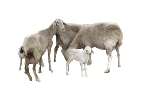 Milk Lamb Farming Nature Spring, Nature, Animal, Grass PNG Transparent ...