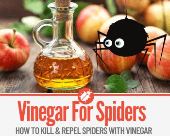 How to Kill and Repel Spiders with Vinegar + DIY Spray Recipe - Pests Hero