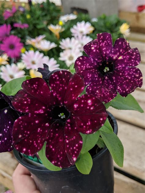 night sky petunia red - Google Search | Night sky petunia, Petunias, Planting flowers