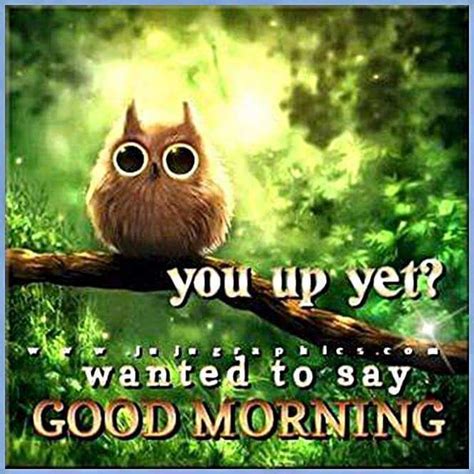 good morning owl | Good morning quotes, Funny good morning quotes, Morning quotes funny