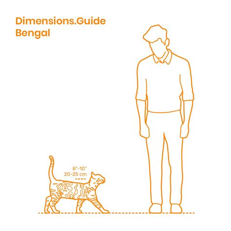 Bengal Cat Size Comparison