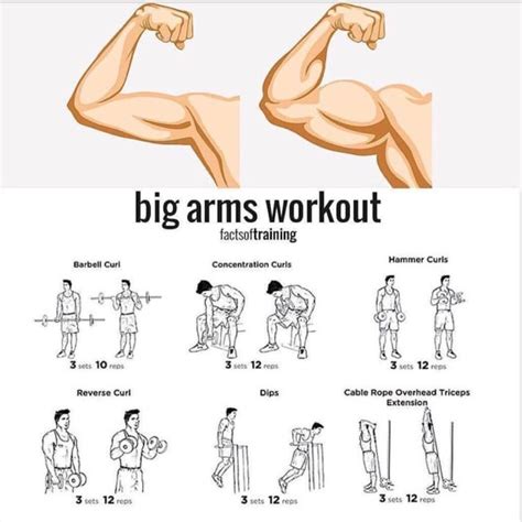 Pin by GrizzyGrizzy on fitness | Big arm workout, Arm workout, Gym workout chart