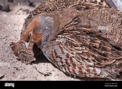 Two common Quail, Coturnix coturnix, birds in the nature habitat. Quail sitting in the sand ...