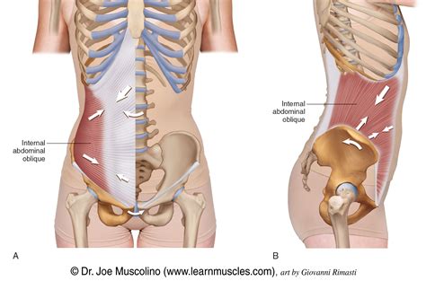 Abdominal Muscles