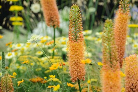 12 of the Best Plants for Dry Soils - BBC Gardeners World Magazine