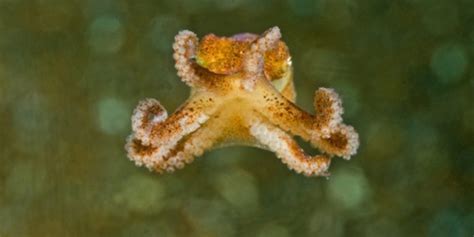 Wolfi Octopus - Revealing its Amazing Life - Octolab TV