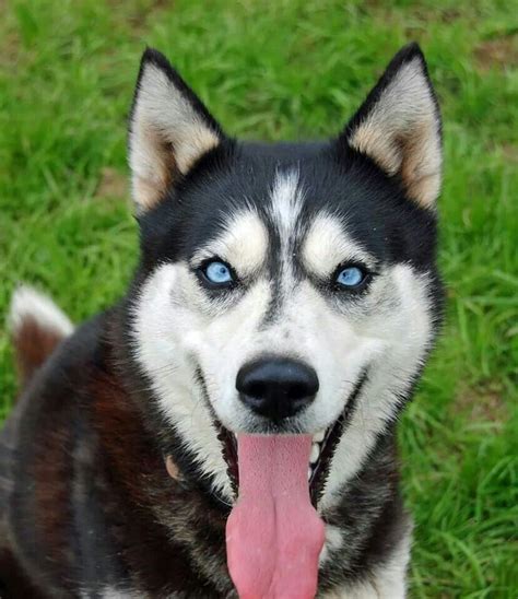 Gorgeous eyes Husky Pics, My Husky, Siberian Husky Clothes, Husky With ...