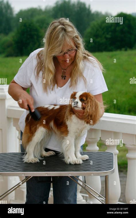 King Charles Spaniel Haircut - what hairstyle is best for me