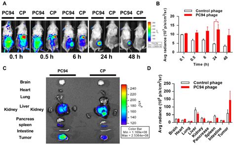 Hepatocellular carcinoma-targeted nanoparticles for cancer therapy