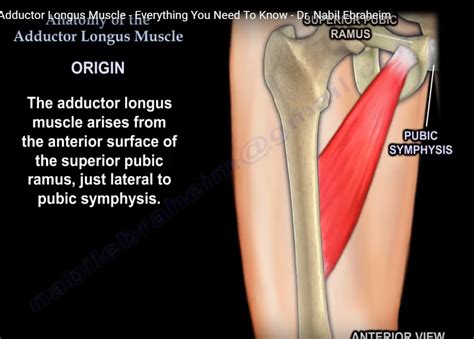 Anatomy of the Adductor Longus Muscle — OrthopaedicPrinciples.com