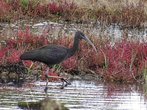 Glossy ibis (non-breeding) - Winchester Local Group