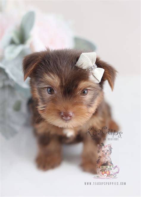 Beautiful Teacup Yorkie Puppies Miami Ft. Lauderdale Area | Teacups, Puppies & Boutique