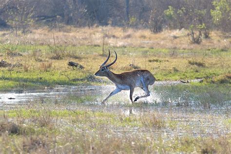 Lechwe running at Khwai area of Botswana-13 9-14-10 | Flickr