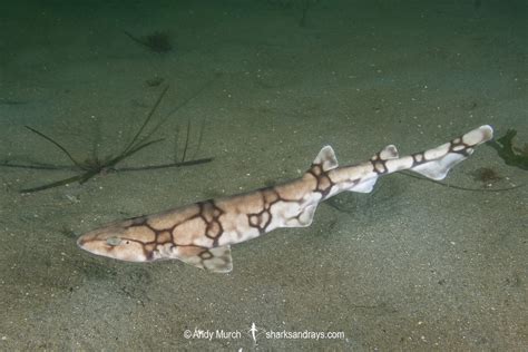 Chain Catshark - Scyliorhinus retifer