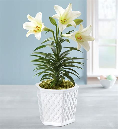 Easter Blessing Lily | Easter flower arrangements, Easter flowers ...