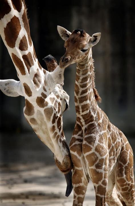 New baby giraffe at Memphis Zoo | Memphis zoo, Giraffe, Baby giraffe