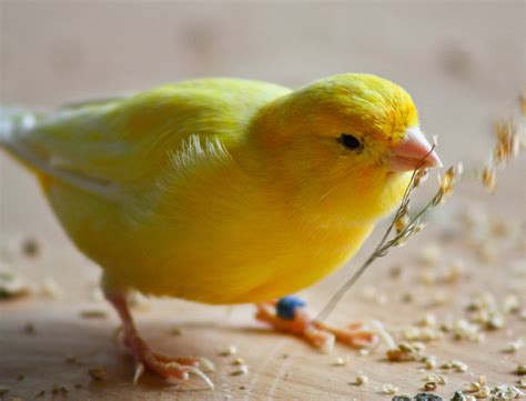 American Singer Canary - PetGuide