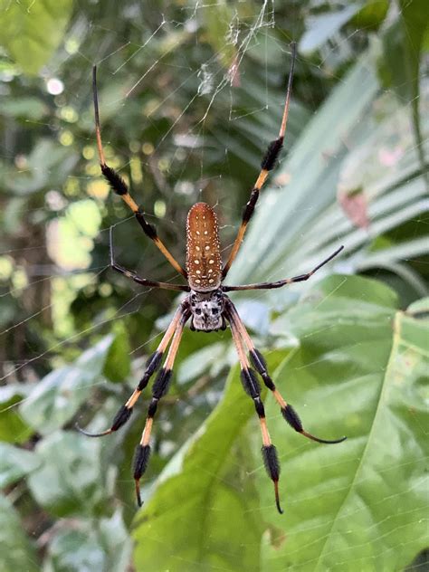 I found this spider with a skull face! : r/interestingasfuck