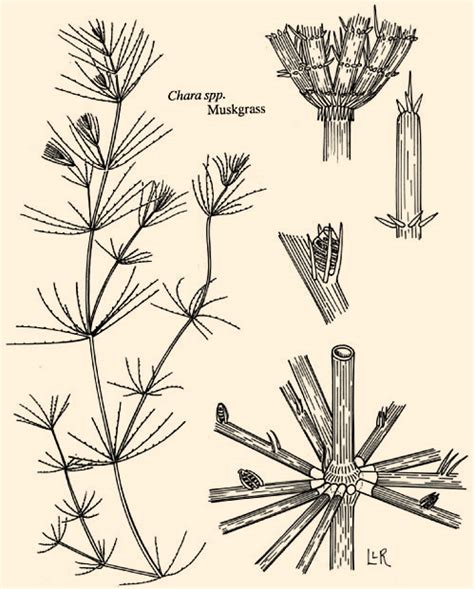 Chara - Branched Algae | Pond Algae Control, Pond Weed Control ...