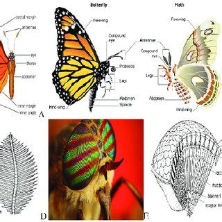 Lepidoptera Anatomy