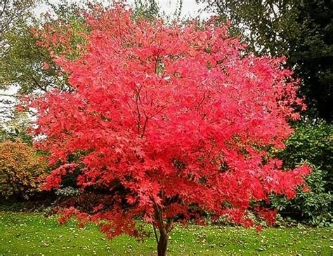 Acer palmatum 'Japanese Maple' 10" Pot - Hello Hello Plants & Garden ...