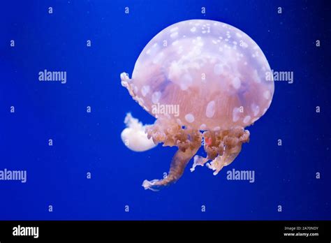 Spotted lagoon jellyfish. Spectacular jellyfish Stock Photo - Alamy