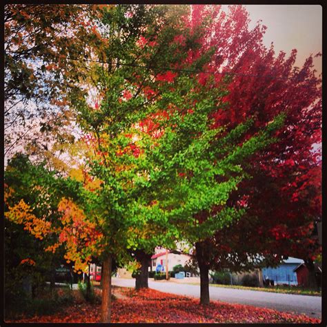 Fall leaves in Elkins WV ☀️ | Country roads take me home, Elkins west ...