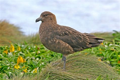 New Zealand Subantarctic Birding Tours - Macquarie - Birdquest