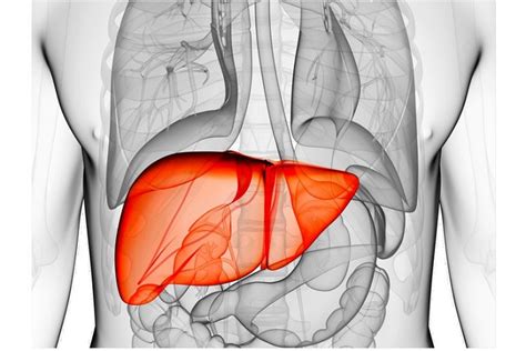 What are the High Transaminases: Causes and Treatments - Scope Heal