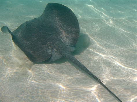 Caribbean Whiptail Stingray - Himantura schmardae - Belize - Photo 5 - Caribbean Reefs