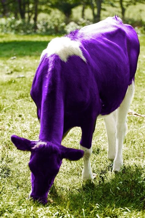 Lilla ko | Purple cow, All things purple, Shades of purple