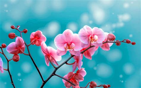 Download wallpapers pink orchids, tropical flowers, orchids branch ...