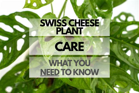 Swiss Cheese Plant Care: What You Need to Know - Hip House Plants