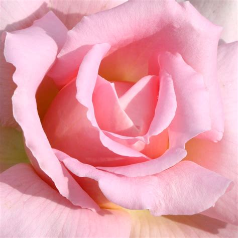 Pink Rose Close Up – Photos Public Domain