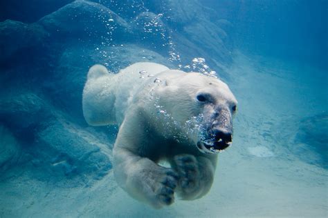 Archivo:Polar bear swimming in zoo.jpg - Wikipedia, la enciclopedia libre