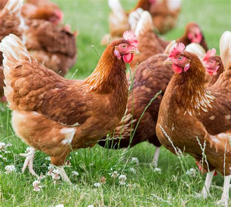 Happy and Healthy Hens - Duncan Farms