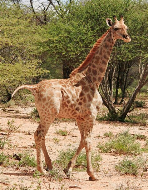 Rare Sightings of Dwarf Giraffe in Uganda and Namibia - Conservation ...