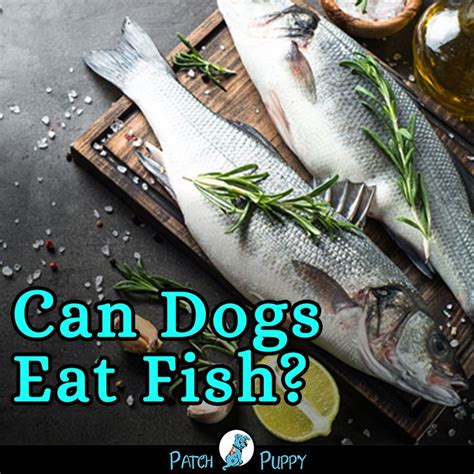 How to Cook Fish for Dogs - 5 Simple Step-by-Step Fish Recipes for Dogs | Fish recipe for dogs ...