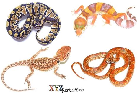 What Are The Best Reptile Pets For Handling by xyzReptiles