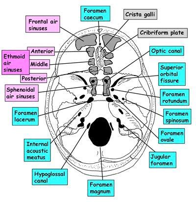 Structures passing through foramina of skull – Medchrome