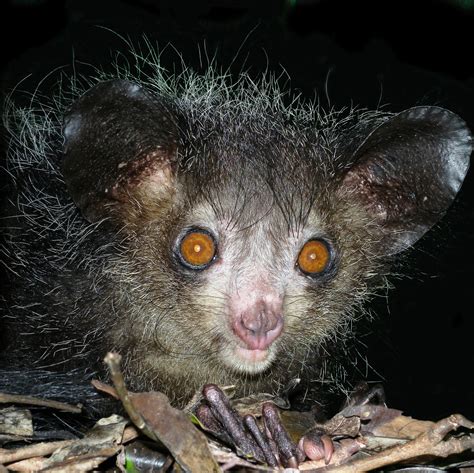 File:Aye-aye at night in the wild in Madagascar.jpg - Wikimedia Commons