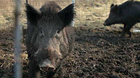 Invasion of the super-pigs: crossbreed roaming Canada heads for the US