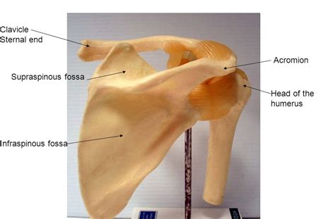 Infraspinous Fossa 4814 APPLESTORY